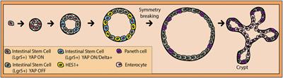 Notch signaling sculpts the stem cell niche